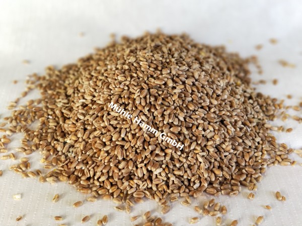 Futterweizen